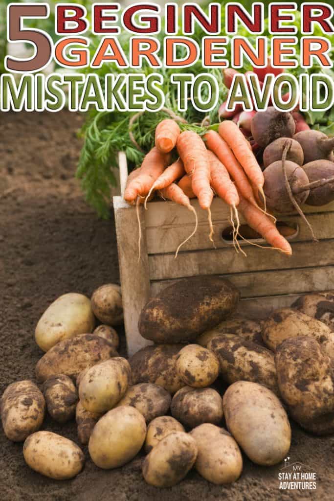Starting a vegetable garden at home? Check out these 5 beginner gardener mistakes to avoid this gardening season.