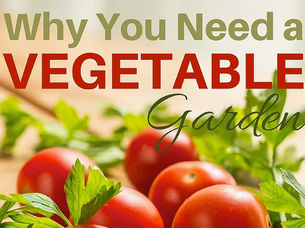Why You Need a Veg Garden * My Stay At Home Adventures