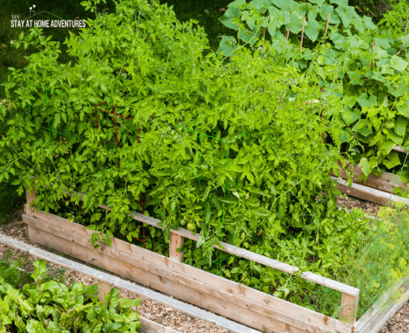 How To Build Raised Vegetable Garden Beds For Beginner Gardeners