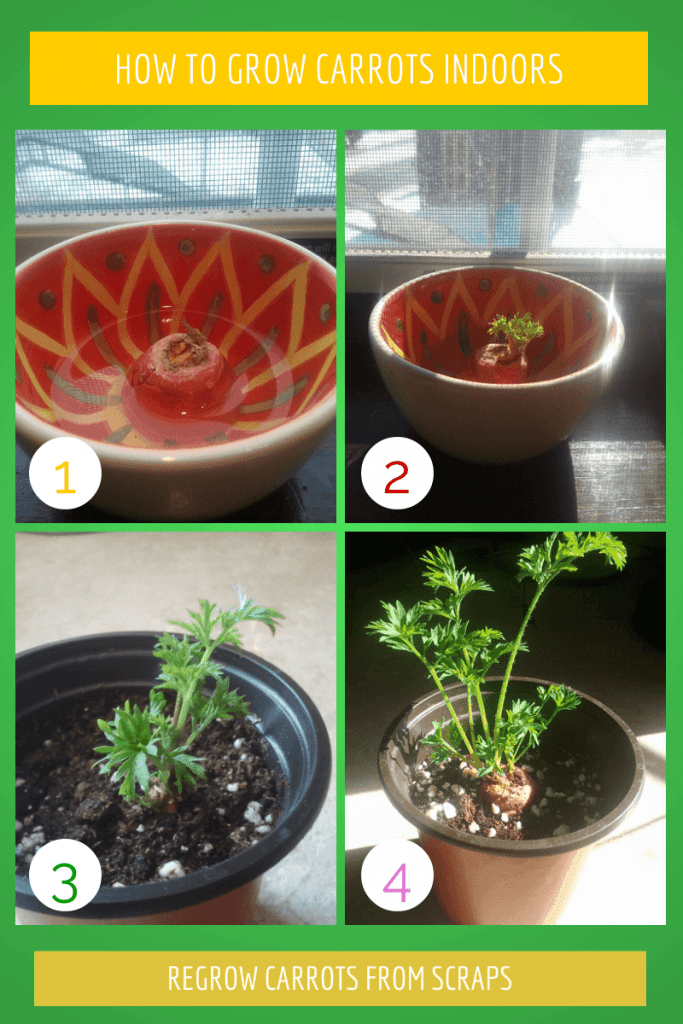 Learn how to re-grow a carrot indoor. It's a simple and fun way to re-grow your carrots and grow a carrot top. 