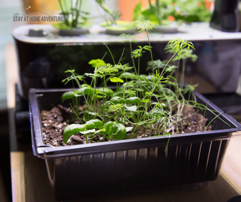 Dollar Tree Herb Garden Starter Kit