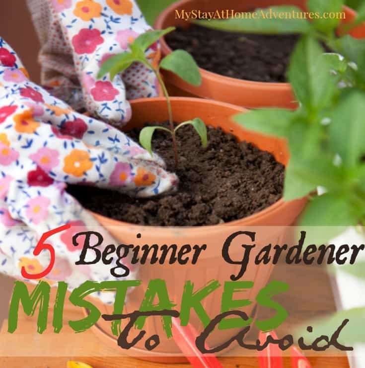 5 First Time Gardener Mistakes To Avoid This Season