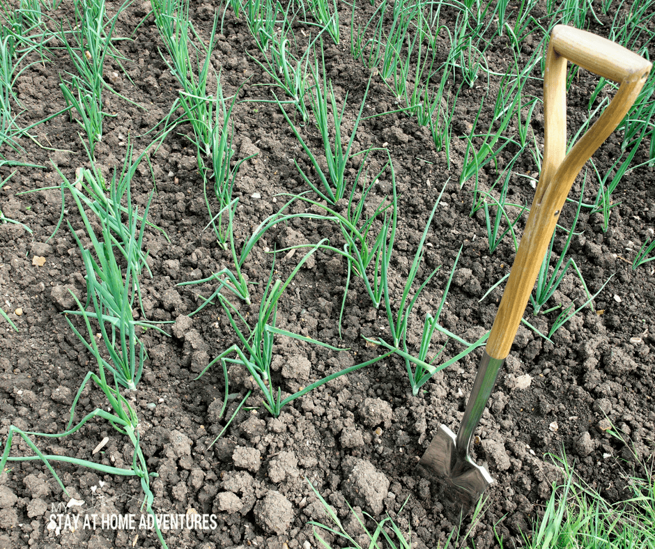 Planting to early is another beginner gardener mistake you must avoid.