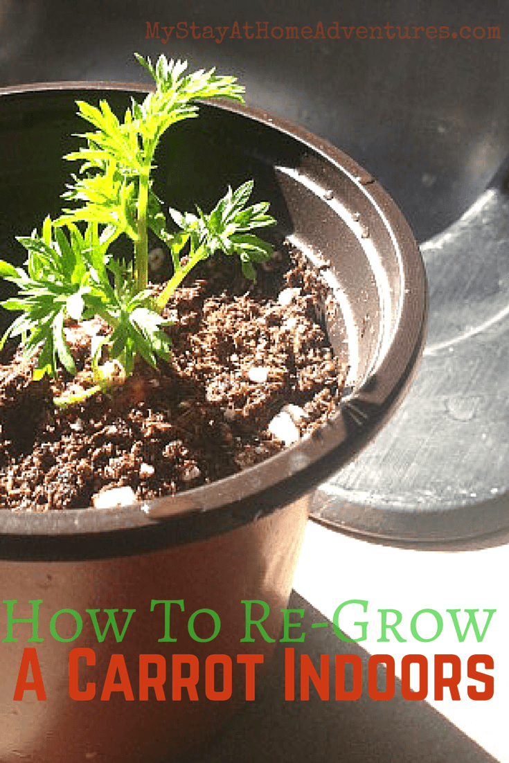 How To Re-Grow A Carrot Indoors - Learn How To Re-Grow A Carrot Indoors. It's a simple and fun way to re-grow your carrots and grow a carrot top.