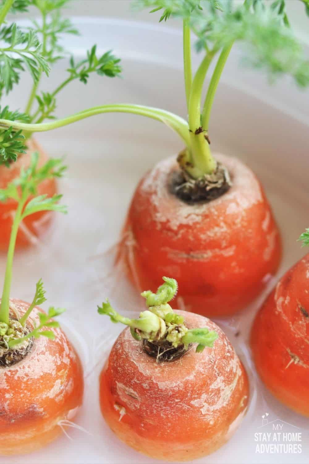 Don't get rid of that carrot. Regrow it! Learn how to regrow a carrot from scrap and indoor with your kids by following these steps. via @mystayathome