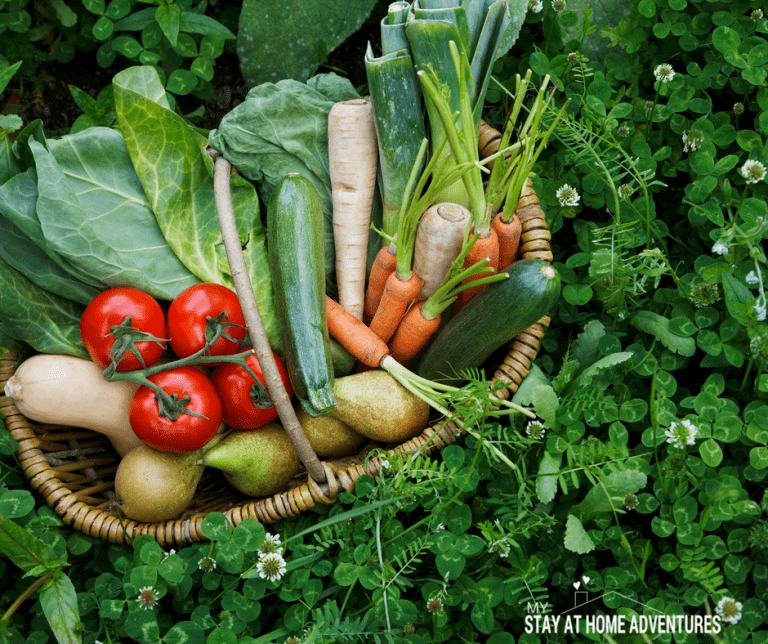 7 Easy Vegetables to Grow At Home