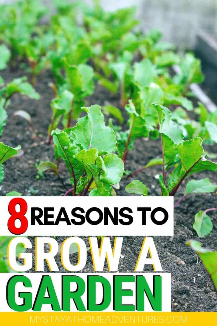 Thinking about starting a vegetable garden? There are eight reasons why a vegetable garden is a great investment for you, your family, and financially. via @mystayathome