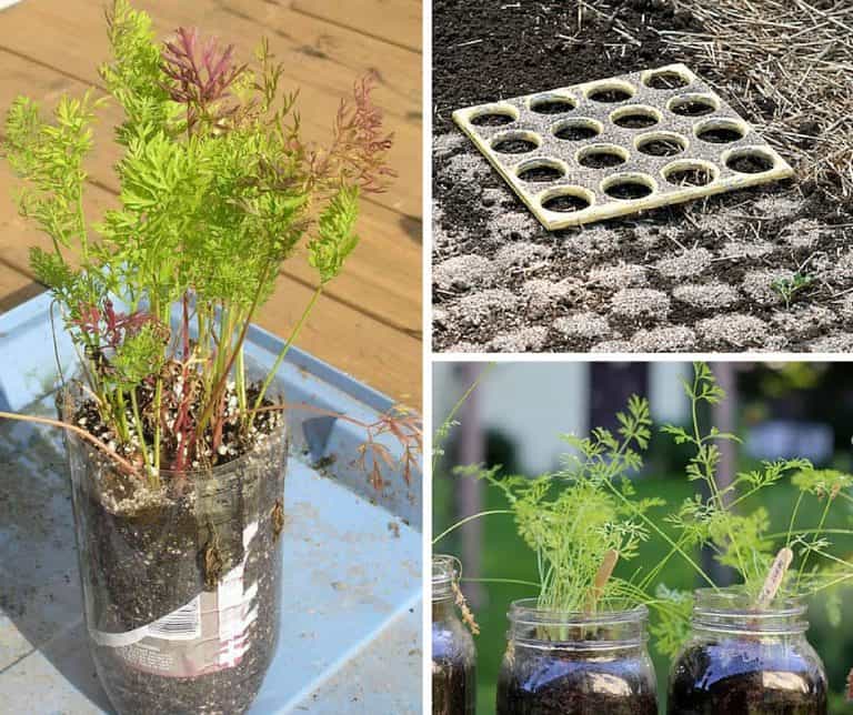 11 Creative Ways To Plant Carrots
