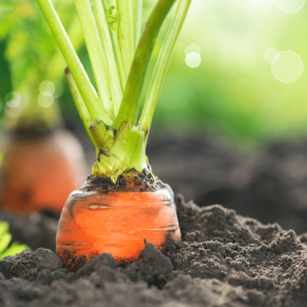 Close up of carrots growing in soil.