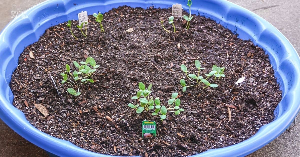 Creative Ways to Start a Garden Using Kiddie Pools