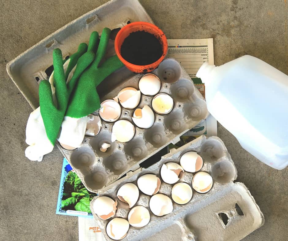 planting using recycle materials using egg carton