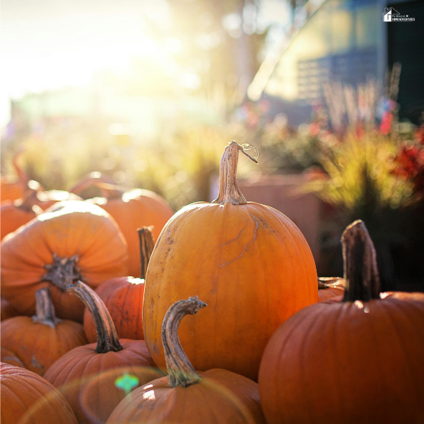 Bright orange pumpkins in a sunlit patch with warm golden light shining through in the background.