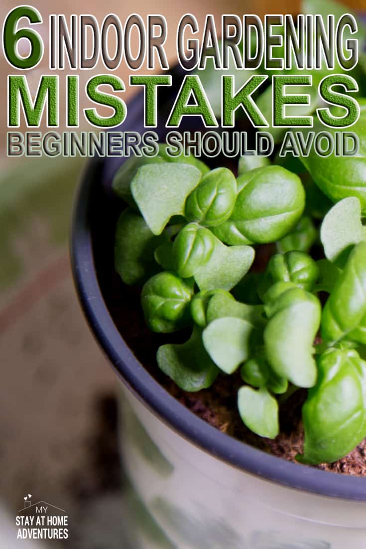 New to indoor gardening? Check out these 6 indoor gardening mistakes beginners should avoid when starting their gardens indoor. via @mystayathome