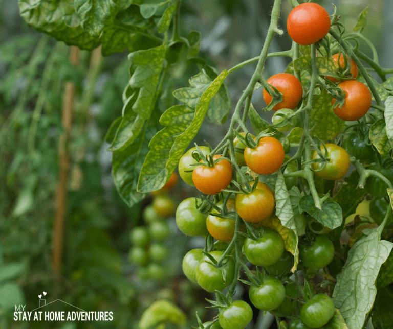 Home Gardening For Beginners