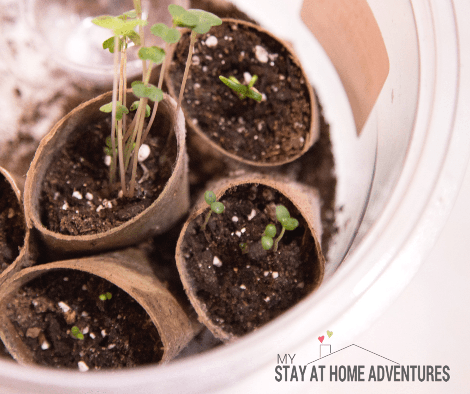 seed starting indoors diy - Toilet Paper Seed Starter