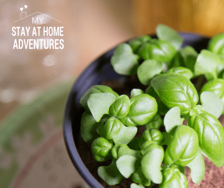 6 Indoor Gardening Mistakes Beginners Should Avoid