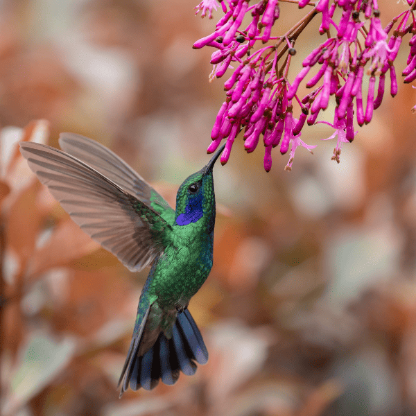 Hummingbird sipping nectar