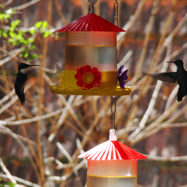 Hummingbirds flying around a nectar canister
