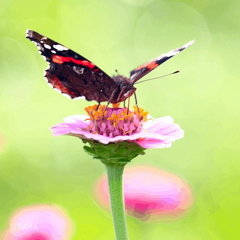 Build a Butterfly or Hummingbird Garden at Home