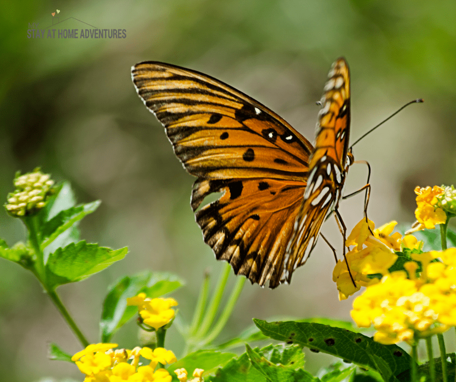 Learn How to Set Up a Butterfly or Hummingbird Garden at Home Today