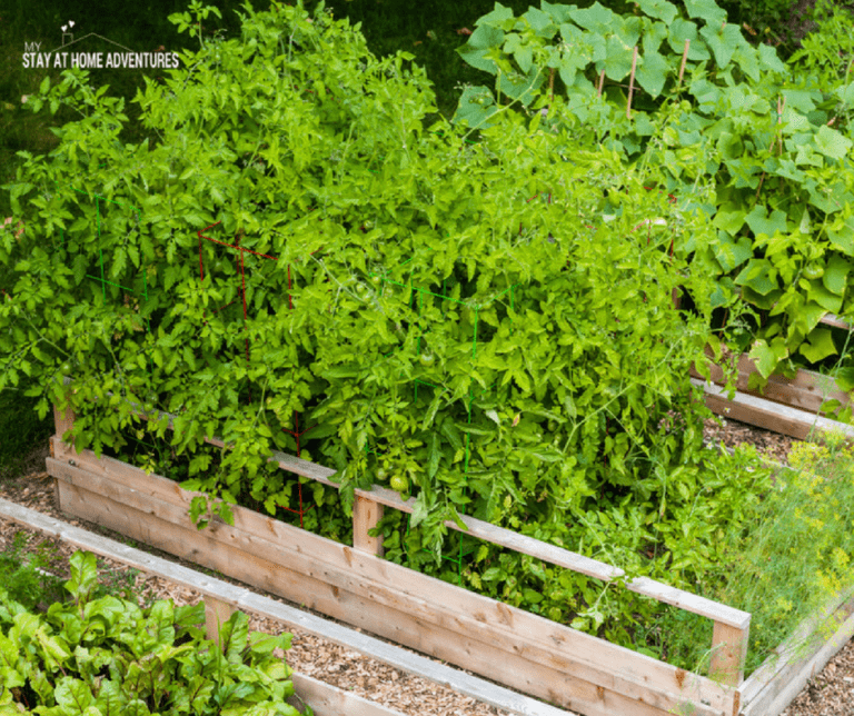 How To Build Raised Vegetable Garden Beds For Beginner Gardeners