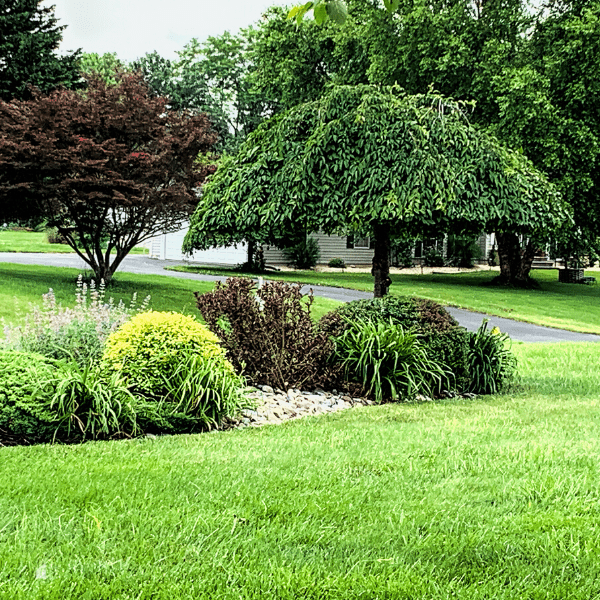 Landscaped island in front yard with shrubs, flowers and weeping cherry tree shaped like an umbrella.