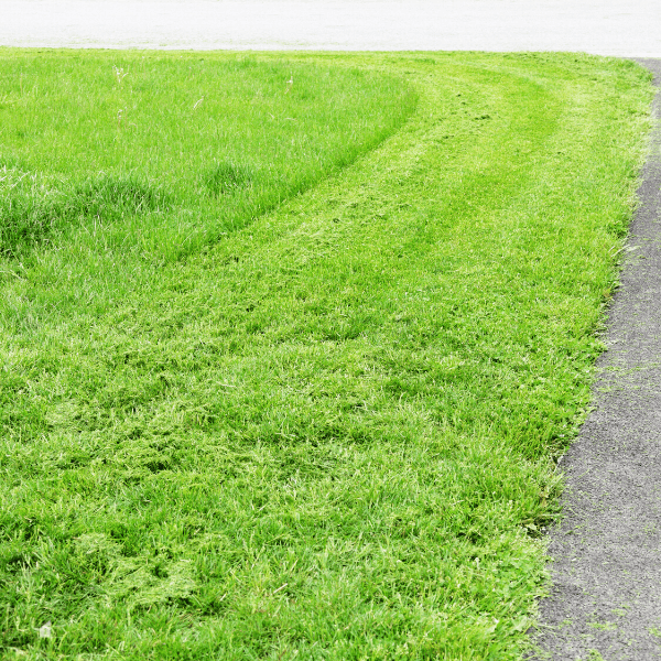 Grass clippings scattered on the driveway during long overdue mowing of the front yard lawn.
