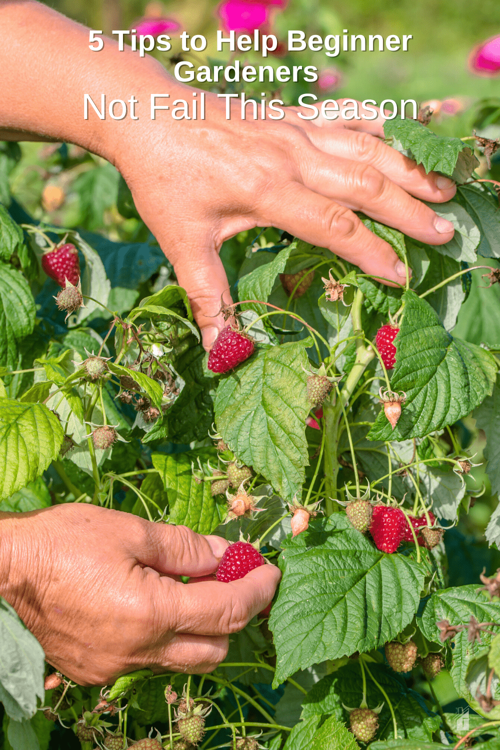 Are you a beginner gardener? Then, check out these five tips to help you not fail this gardening season, and download the weekly planner! via @mystayathome