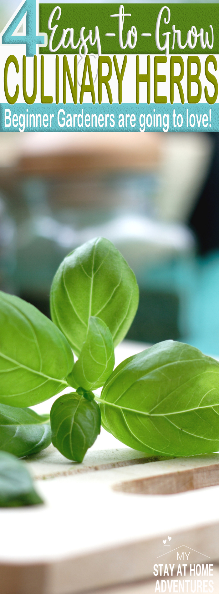 4 Easy-to-Grow Culinary Herbs Ideal for Beginners