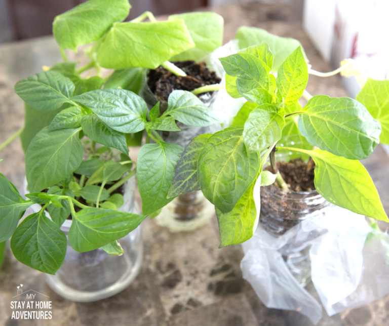 DIY Self-Watering Plastic Bottle Seed Starter