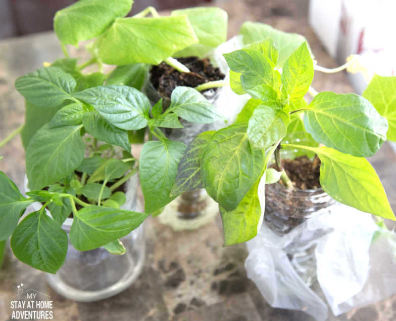 DIY Self-Watering Plastic Bottle Seed Starter