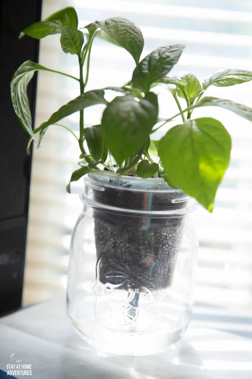 Check out this awesome DIY Self-Watering Plastic Bottle Seed Starter you can do with your kids! A step by step guide showing you how to create a self-watering seed starter using plastic water bottles. The good news is that they do work! via @mystayathome