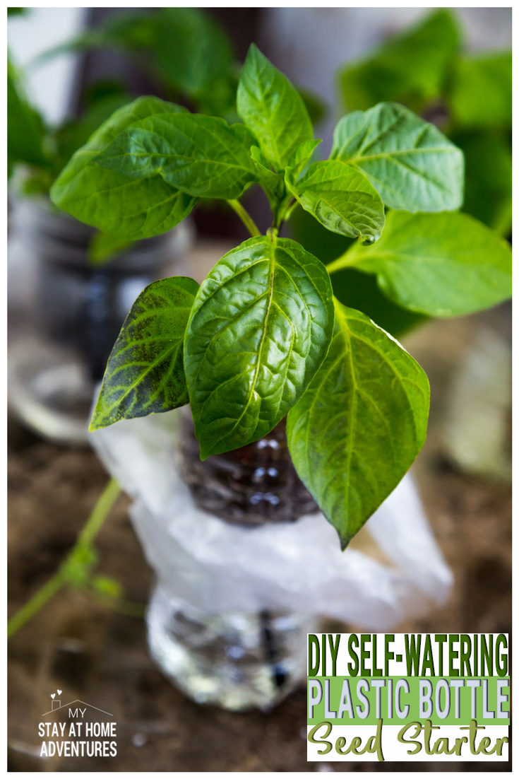 Check out this awesome DIY Self-Watering Plastic Bottle Seed Starter you can do with your kids! A step by step guide showing you how to create a self-watering seed starter using plastic water bottles. The good news is that they do work! #gardening #Garden #Gardenproject #DIY #Kids