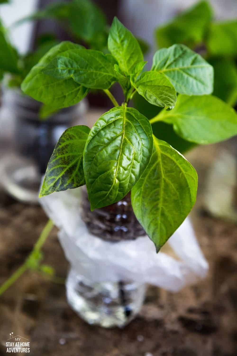 Check out this awesome DIY Self-Watering Plastic Bottle Seed Starter you can do with your kids! A step by step guide showing you how to create a self-watering seed starter using plastic water bottles. The good news is that they do work! via @mystayathome
