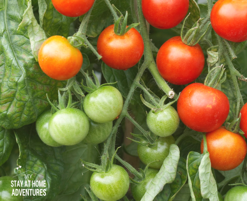 How to Grow Tomatoes from Seed (A Beginner Gardener Guide)
