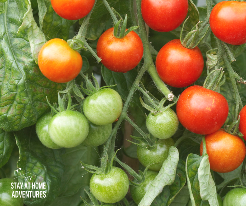 How to Grow Tomatoes from Seed (A Beginner Gardener Guide)