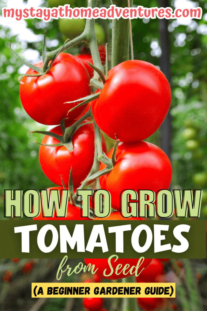 an image of tomatoes with text: "How to Grow Tomatoes from Seed (A Beginner Gardener Guide)"