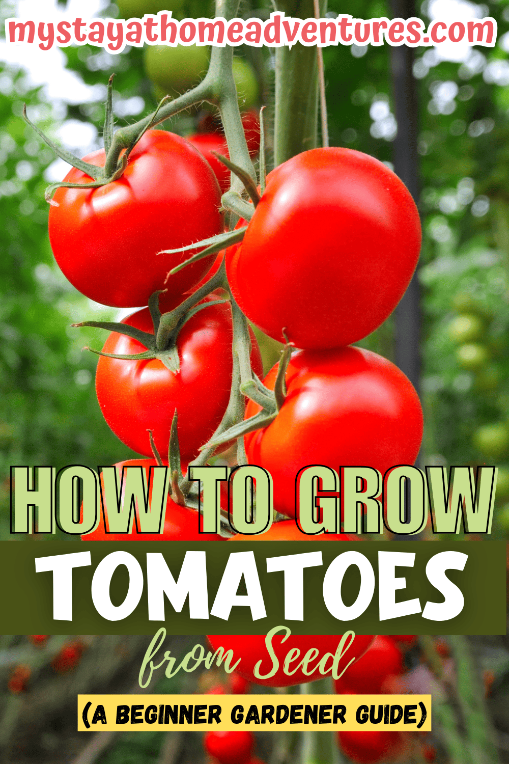 How to Grow Tomatoes from Seed (A Beginner Gardener Guide)