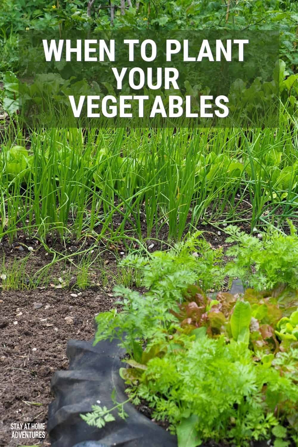 If you are a beginner gardener, when to plant vegetables this season is important. Learn two important things before growing. via @mystayathome
