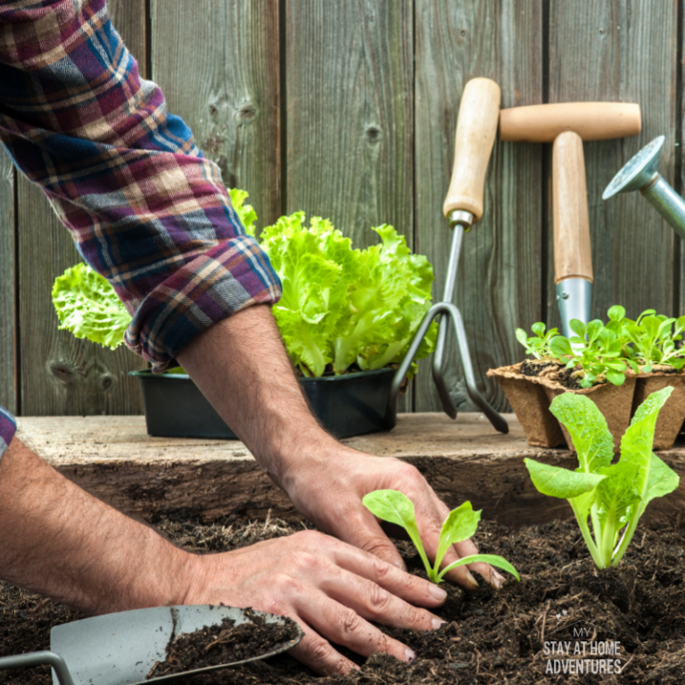 When to Plant Vegetables