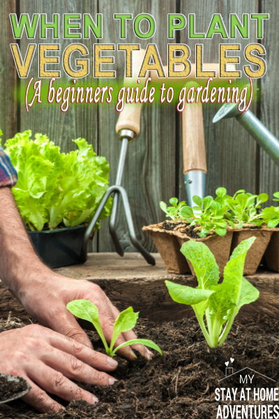 If you are a beginner gardener when to plant vegetables this season is important. Learn the tips to help start planting your vegetable gardening.