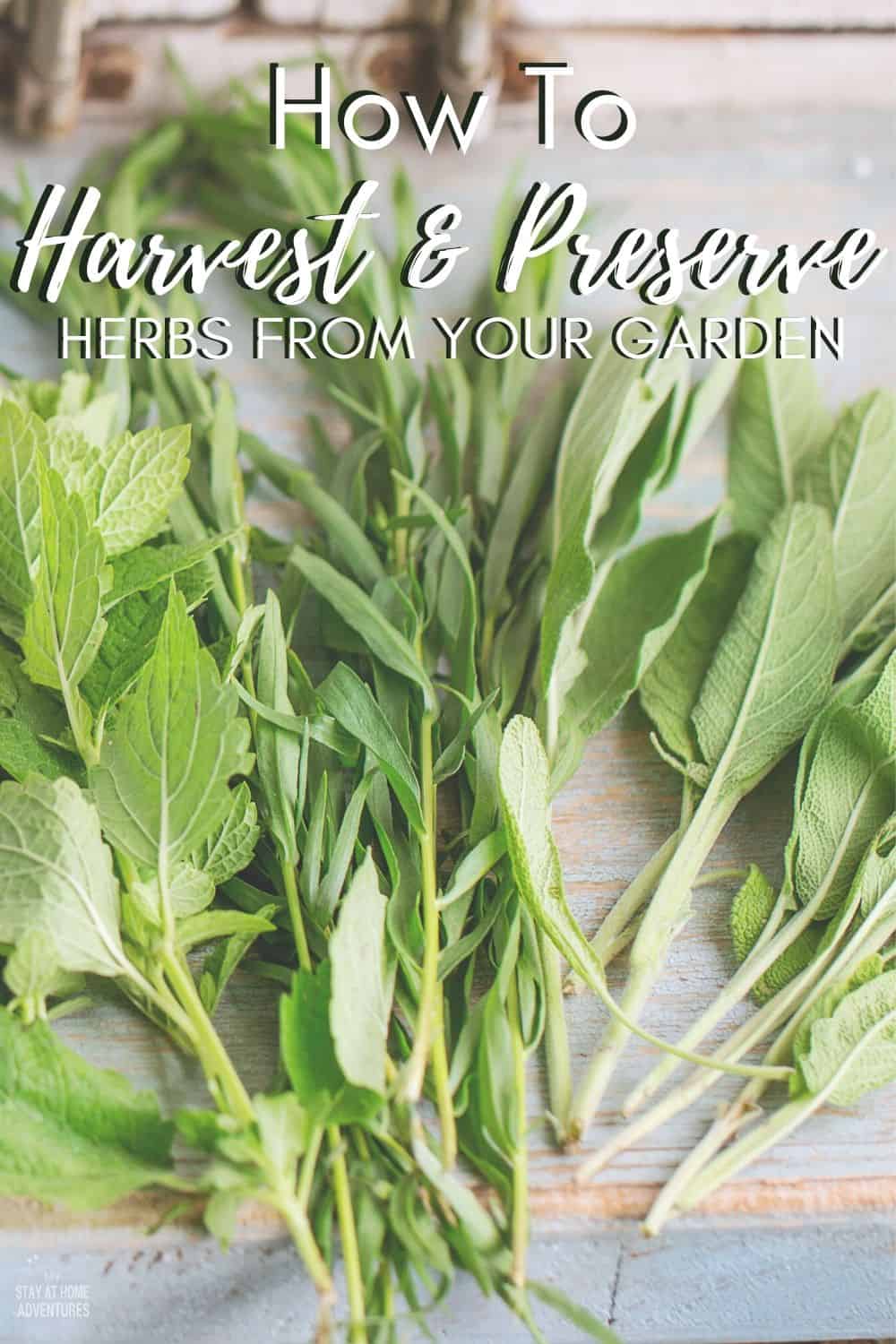Follow these simple tips to learn how to harvest and store fresh herbs from your garden. Enjoy the delicious flavor of fresh herbs all year! #gardeningtips #herbgarden #harvestherbs via @mystayathome