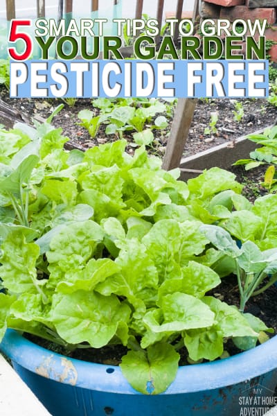 Beginner gardener? Want to grow your garden pesticide free? Learn five important tips to grow a home garden pesticide free this season.