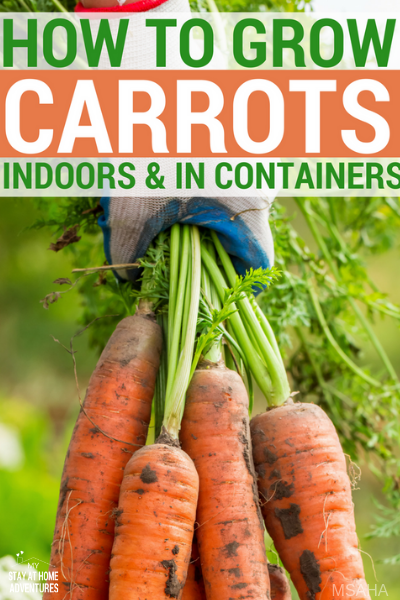 Can you grow carrot indoors? Yes, you can. Learn how it easy it is to grow carrots indoors and the benefits of growing carrots too.