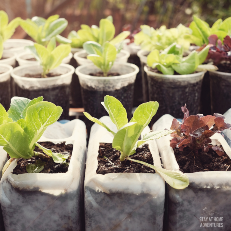 Vegetables to Grow in Containers