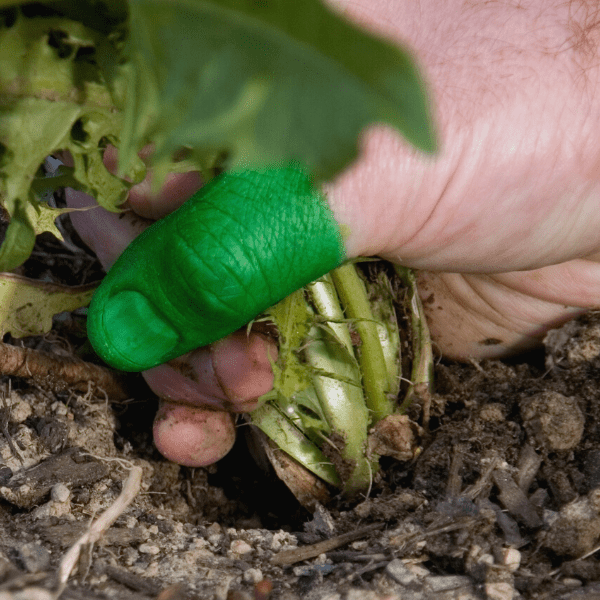 Hand with green thumb pulling up weeds.