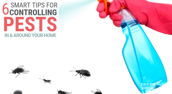 6 Smart Tips for Controlling Pest In and Around Your Home