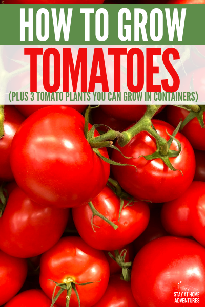 How to Grow Tomatoes from Seed (A Beginner Gardener Guide)