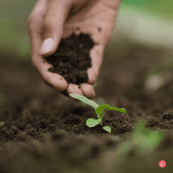 Farmer hand pouring soil to sprout at home vegetable garden