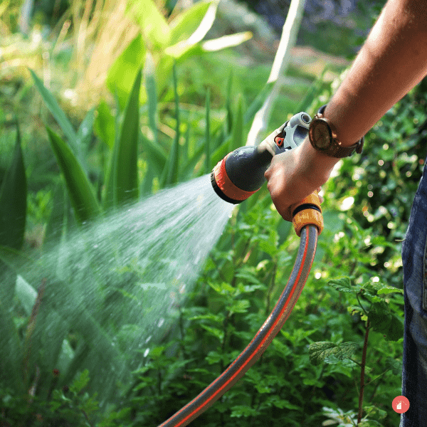 Watering the garden with a hand sprayer on a hose.